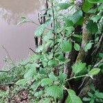 Alnus serrulata Otro