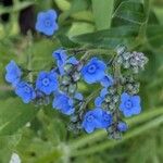 Cynoglossum amabile Λουλούδι