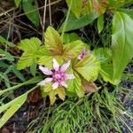 Rubus arcticus Fleur