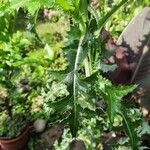 Sonchus asper Leaf