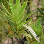 Cyrilla racemiflora Habitus