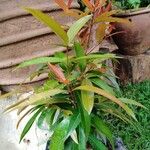 Syzygium jambos Φύλλο