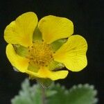 Potentilla argyrophylla Blodyn