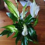 Spathiphyllum wallisii Leaf