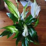 Spathiphyllum wallisii Lapas