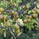 Pyrus spinosa Fruit