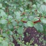 Ribes speciosum List