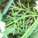 Coriandrum sativum Φύλλο