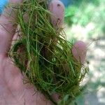 Zannichellia palustris Yaprak