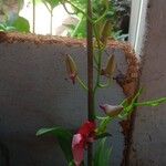 Dendrobium bigibbum Leaf