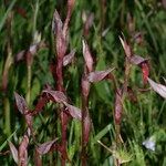 Serapias strictiflora Habit