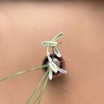 Albuca humilis Λουλούδι