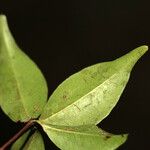 Myrcia multiflora Leaf