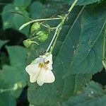 Impatiens parviflora फूल