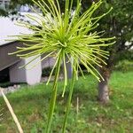 Cyperus haspan Blüte