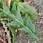 Taraxacum dissectum Лист