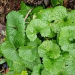 Alliaria petiolata Leaf