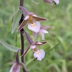 Epipactis palustris Blüte