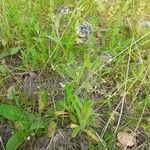 Myosotis discolor Habit