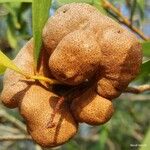 Acacia spirorbis Fruit