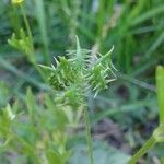 Ranunculus arvensis Плод