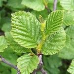 Alnus alnobetula Liść