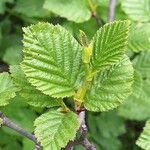 Alnus alnobetula Blatt