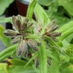 Anchusa officinalis Flor