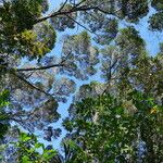 Nothofagus aequilateralis Tabia