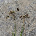 Luzula alpinopilosa Flor