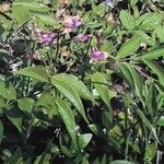 Lathyrus vernus Libunga