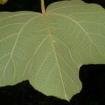 Croton smithianus Leaf