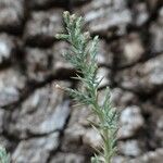 Juniperus deppeana Habit