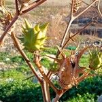 Datura ferox Fruit