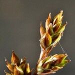 Carex brunnescens Fruit