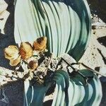 Welwitschia mirabilis Frucht