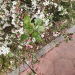 Malus × floribunda Blad