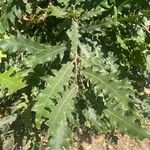 Quercus cerris Blad