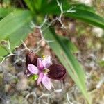 Ophrys ferrum-equinum Fiore