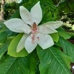 Magnolia hypoleuca Kwiat