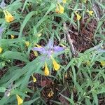 Melampyrum subalpinum Flower