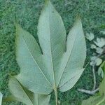 Sterculia apetala Leaf