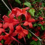 Rhododendron prunifolium Kvet