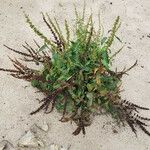 Rumex patientia Habit