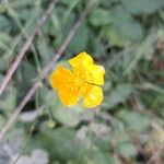 Ranunculus lanuginosusКвітка