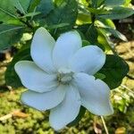 Gardenia jasminoidesBlomma