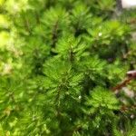 Myriophyllum aquaticum Liść