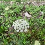 Visnaga daucoides Gaertn.Žiedas