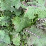 Crambe maritima Feuille