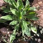 Silene andryalifolia Leaf